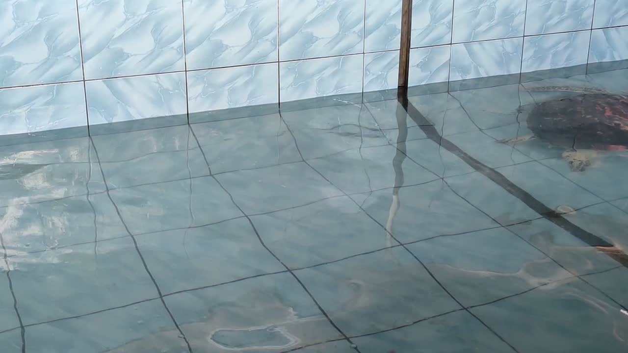 번식 연못의 아기 거북