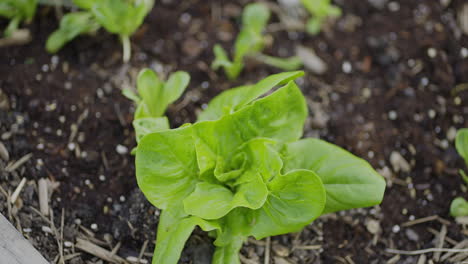 small organic head of lettuce