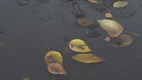 floating yellow leaves in dirty puddle in autumn rain