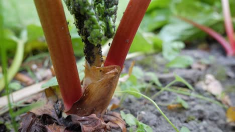 close-up of aphids attack leaves of rhubarb, pest in garden