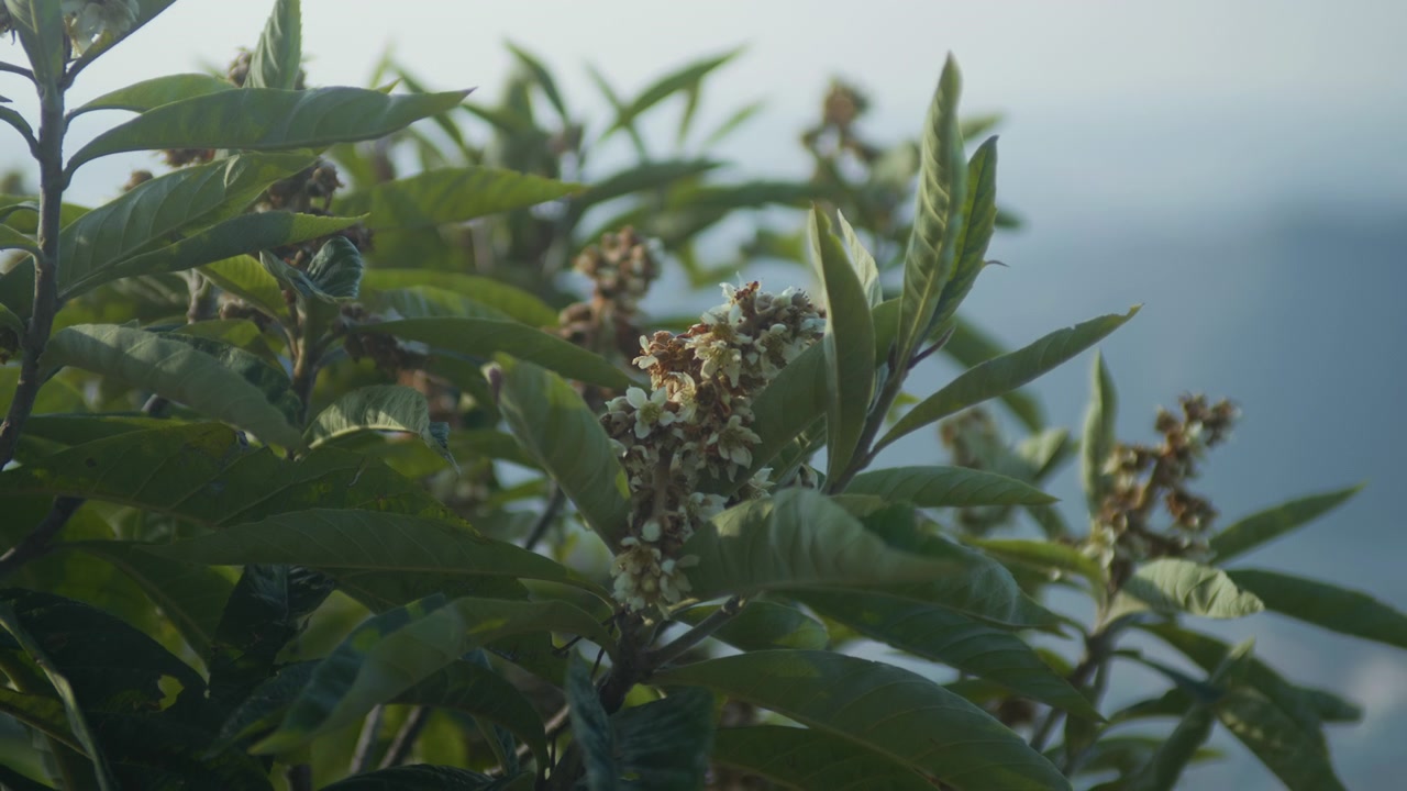 Fiore bianco circondato da foglie verdi e boccioli simili, ripresa panoramica a mano libera. Dettaglio macro di una pianta primaverile fresca che sboccia sotto la luce del giorno.