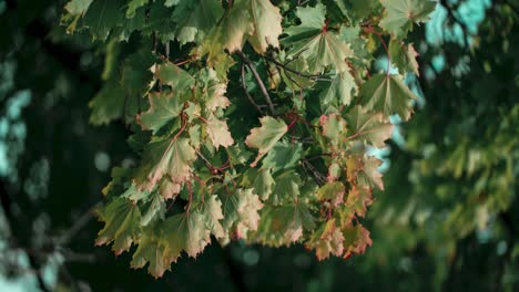 Macro-time-lapse-of-leaves-fluttering-in-the-wind