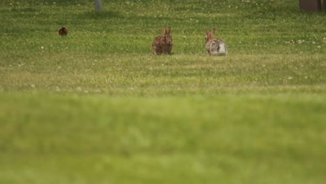 pantalla de apareamiento de conejo en un campo verde en verano