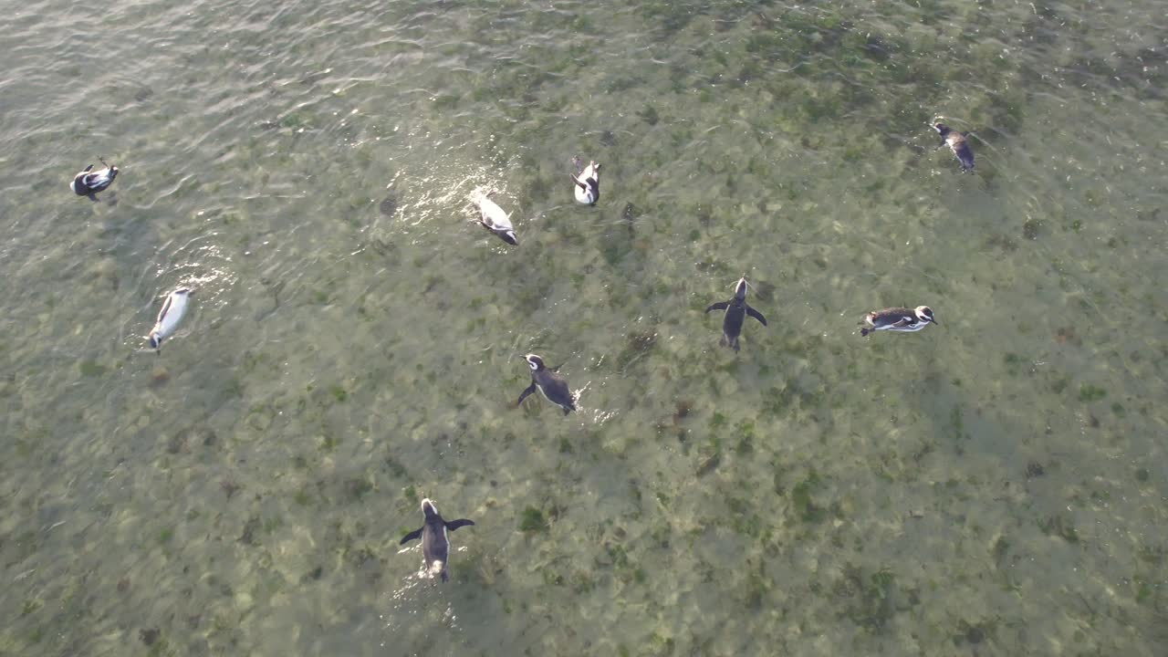 dron siguiendo una bandada de pingüinos que están nadando juguetonamente en aguas claras y poco profundas cerca de la playa de bahia bustamante