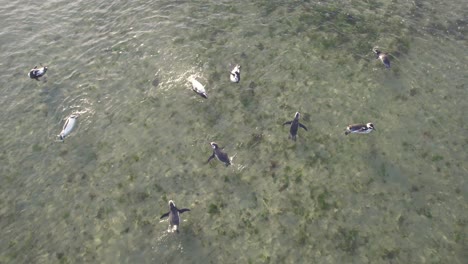 drone following a flock of penguins who are playfully swimming in shallow clear waters near the beach at bahia bustamante