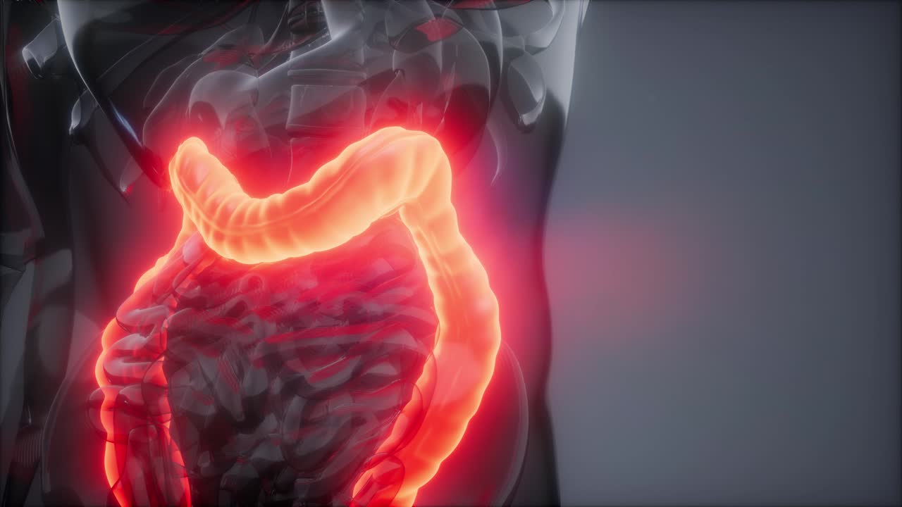 examen de radiología del colon humano