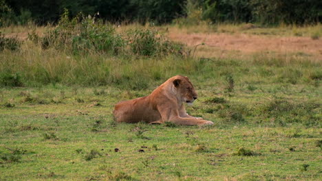 lioness lying on grassy field, observing surroundings in natural savannah