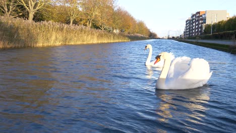 lovely mute swans swimming on the grand canal in dublin, ireland