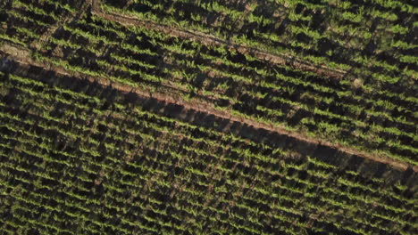 Eagle-eye-perspective-passing-over-neatly-arranged-rows-of-grape-vines-in-the-Douro-Valley-of-Portugal