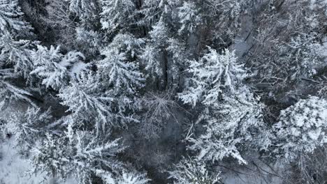 Aerial-shot-of-tree-tops-covered-in-a-fresh-blanket-of-snow