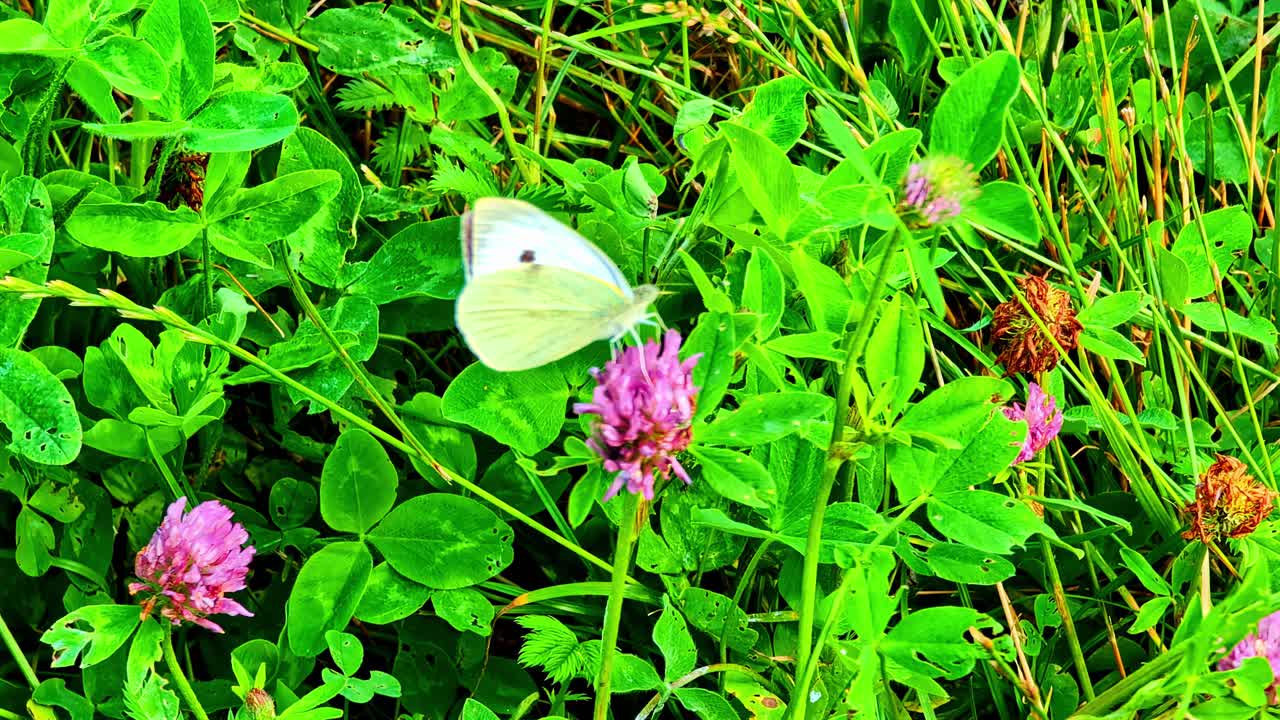 Close-up of a white butterfly perched on a pink clover flower in a green meadow. Latvia countryside