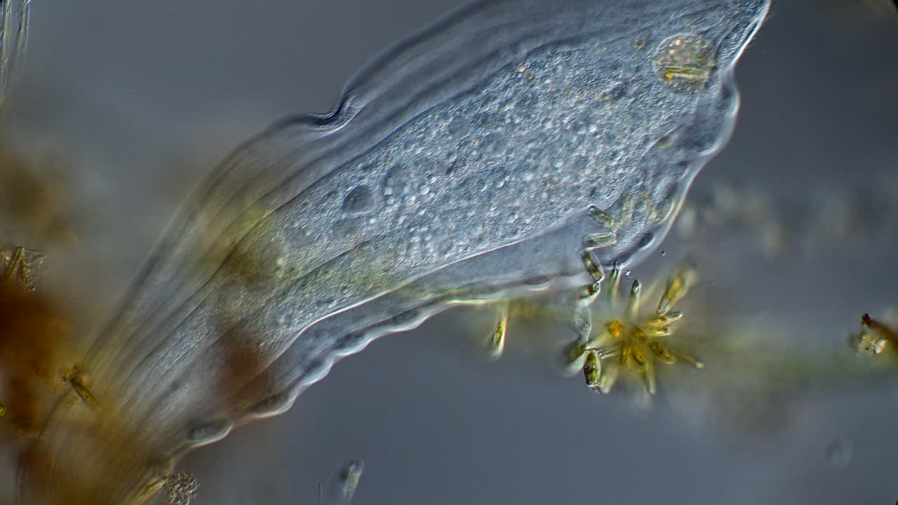Microscopic Views of Translucent Aquatic Microorganisms