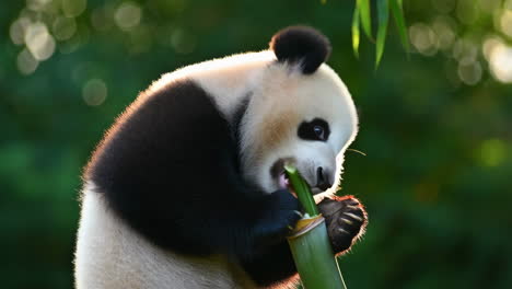 close-up of a baby giant panda eating bamboo