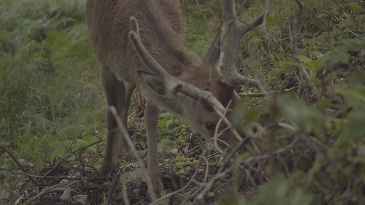 ciervos con cuernos largos pastando en los bosques de escocia reino unido