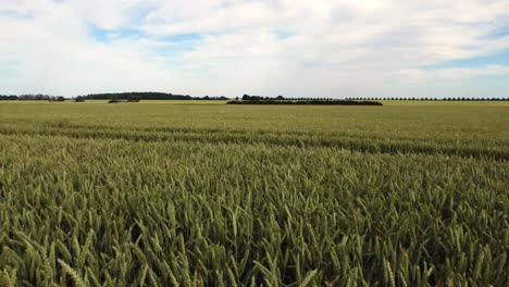 Monocultivo-Campo-De-Grano-Cultivo-Biológico-Orgánico-Maravillosa-Vista-Aérea-Vuelo-Sobrevolar-Imágenes-De-Drones-En-Maizal-En-Europa-Sajonia-Anhalt-En-El-Verano-De-2022-4k-Cinematográfico-Desde-Arriba-Por-Philipp-Marnitz