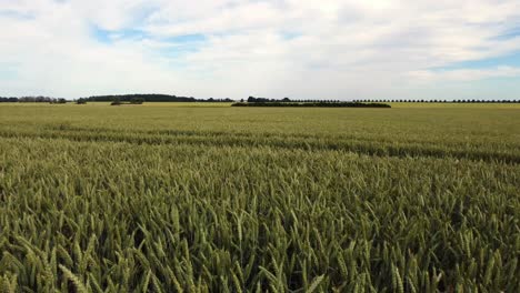 monoculture grain field organic biological cultivation marvelous aerial view flight overfly drone footage at cornfield in europe saxony anhalt at summer 2022 4k cinematic from above by philipp marnitz