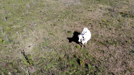 vista aérea de una vaca con un pequeño pájaro en la espalda en el campo en un día soleado