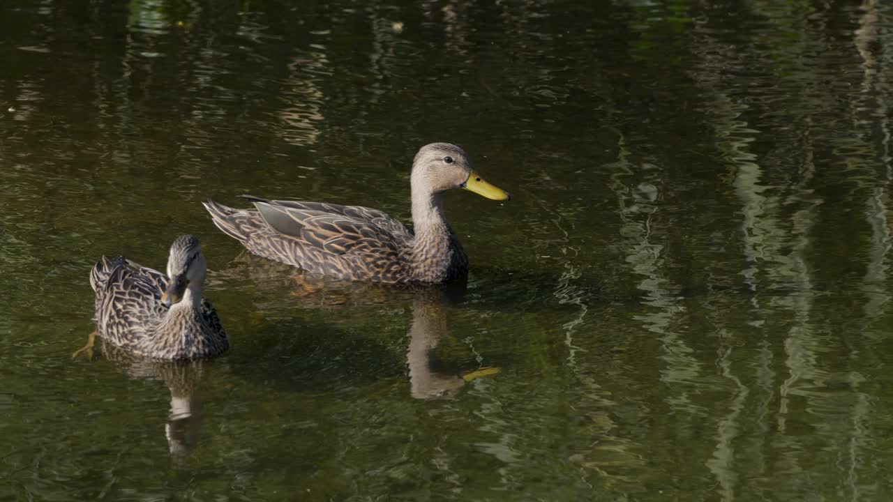 Female Mallard Hens swimming in water with reflections