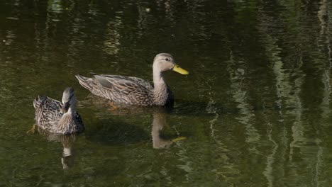 female mallard hens swimming in water with reflections