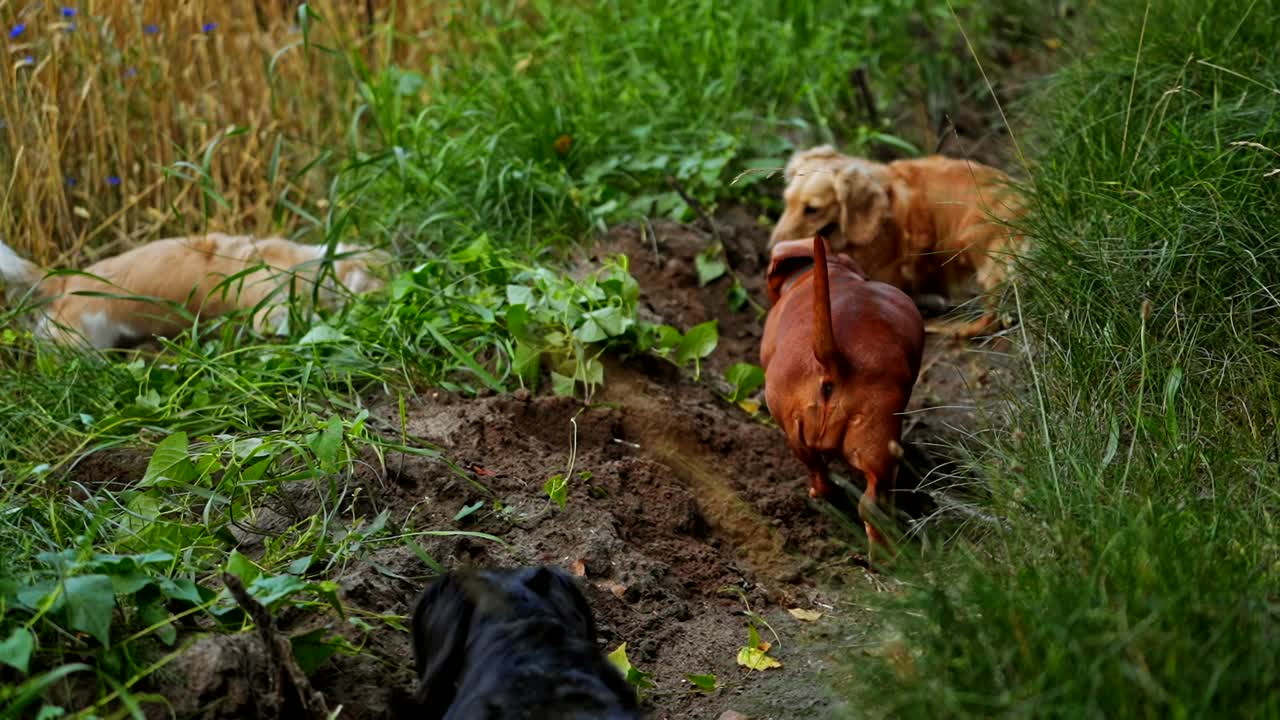Happy dogs on lawn. View of dogs playing together outdoors