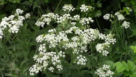 Cow Parsley, also called keck growing on an English grass verge alongside a road