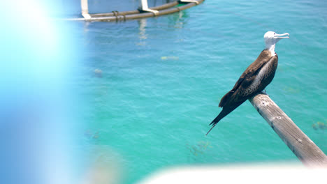 Plano-Medio-De-Una-Gaviota-Tendida-En-Un-Baúl