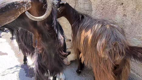 goat-looking-at-the-camera