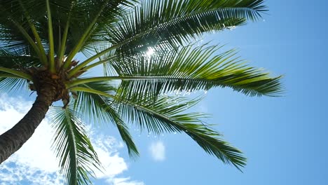 Palm tree from underneath in slow motion. Location French Polynesia Moorea
