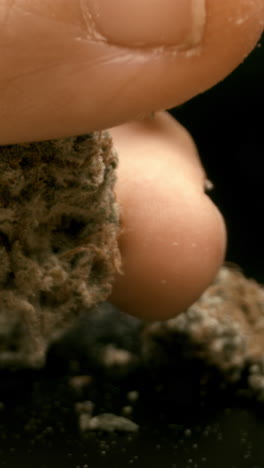 close up of cannabis buds in vertical