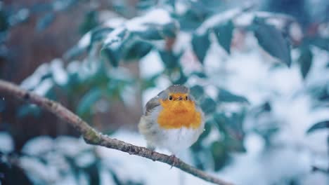 Einsamer-Rotkehlchenvogel-Mit-Schnee,-Der-Auf-Seinen-Kopf-Fällt