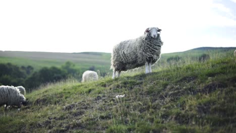 Ein-Schaf,-Das-Kaut,-Während-Es-Auf-Einem-Hügel-Stand-Und-In-Die-Kamera-Blickte