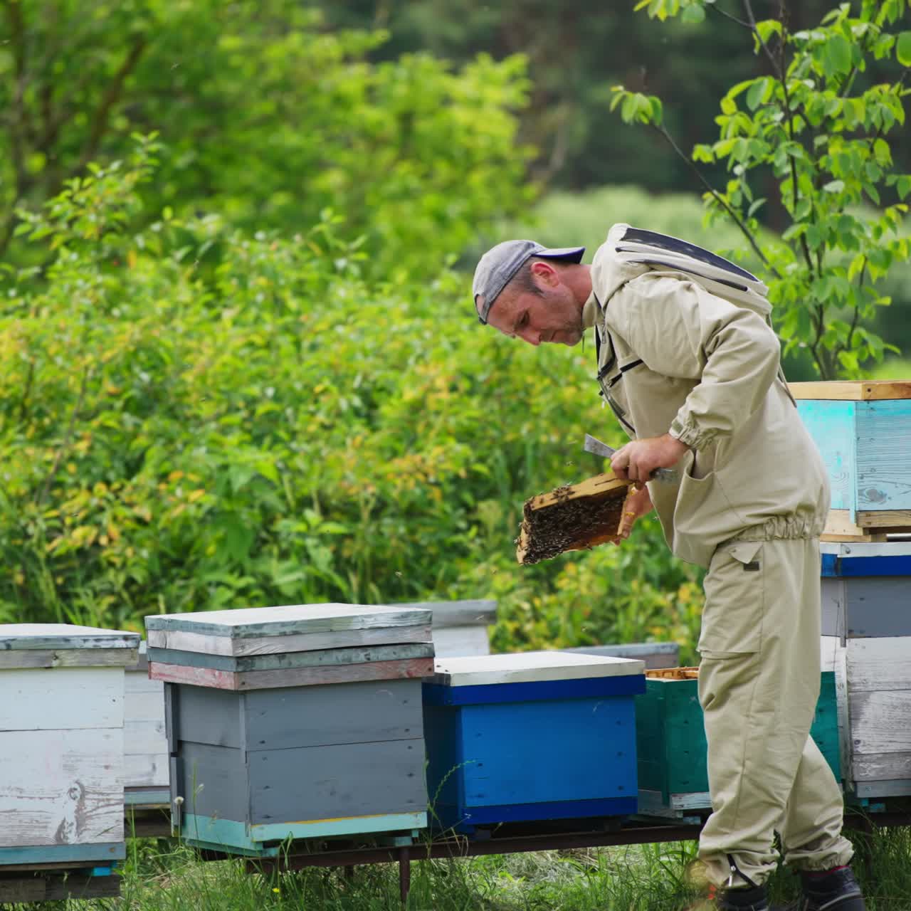 Apicoltore che ispeziona lo stato delle api e del miele nel favo. L'agricoltore, che indossa una speciale tuta protettiva, sembra indaffarato e preoccupato. Sfondo naturale