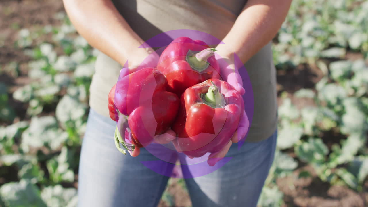 Person holding red bell peppers with circular animation over farm field background