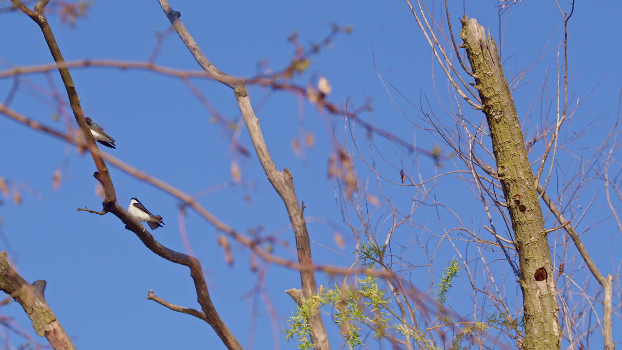 Incredible clarity in this slow-mo footage of purple martins on a spring morning.