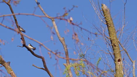 incredible clarity in this slow-mo footage of purple martins on a spring morning.