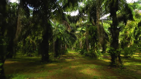 pov caminando en la selva de palmeras de tailandia con agricultura intensa para la producción de petróleo en asia