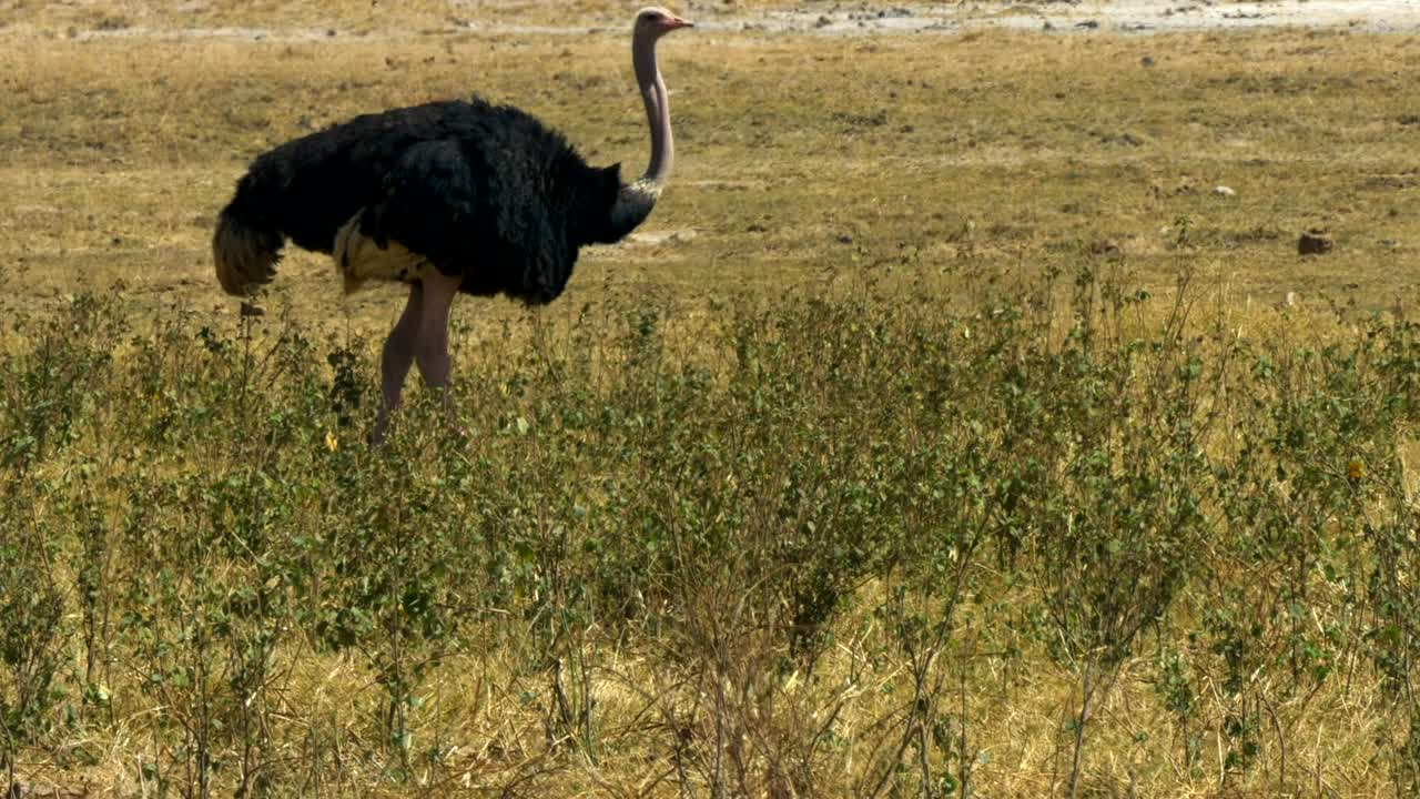ripresa di un maschio di struzzo che si nutre ad amboseli