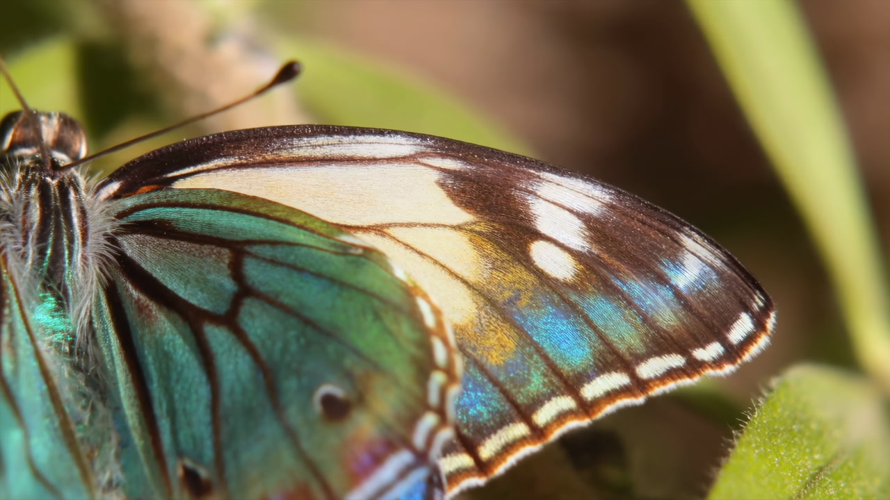 Closeup Blue Green Butterfly Wing Resting On Fuzzy Leaf, Iridescent Scales Catching Warm Sunlight, Shallow
