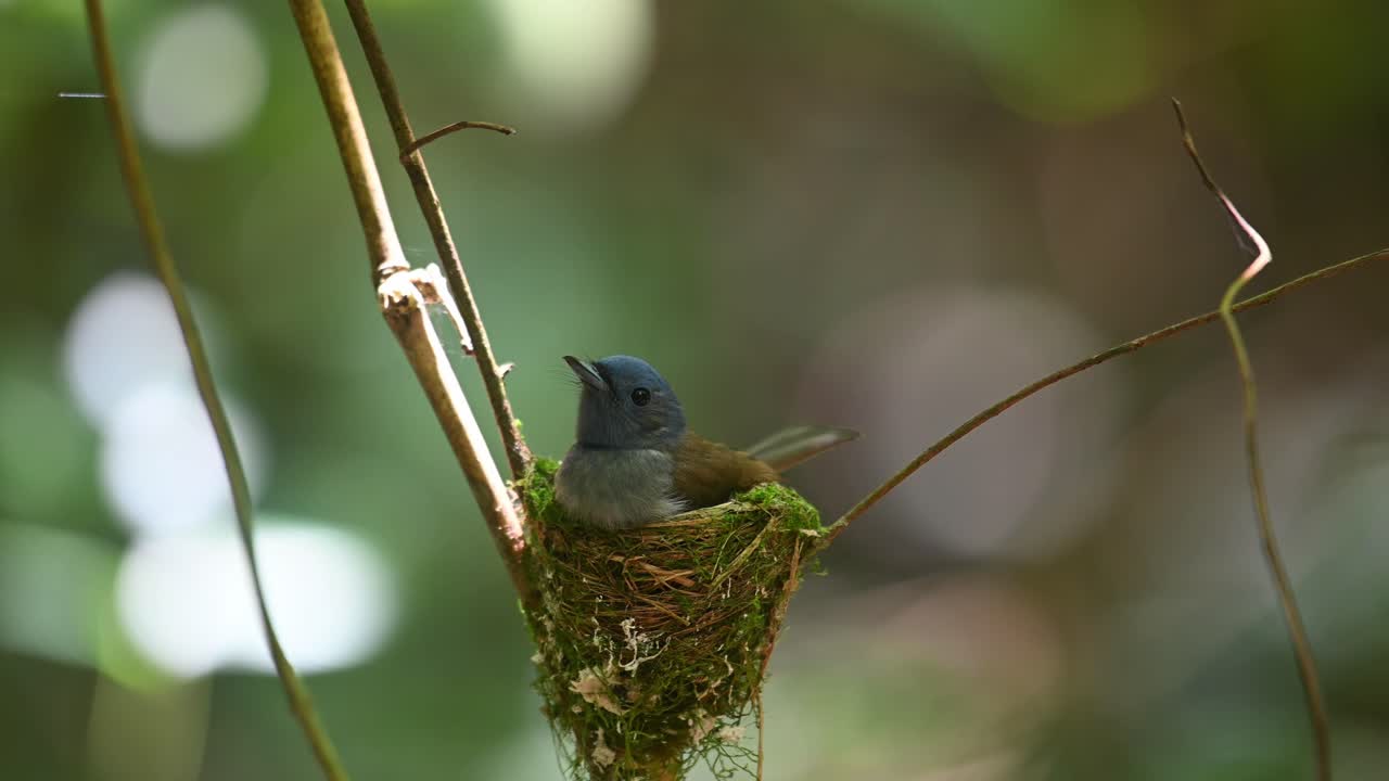 Black-naped Blue Flycatcher, Hypothymis azurea, Kaeng Krachan, Thailand
