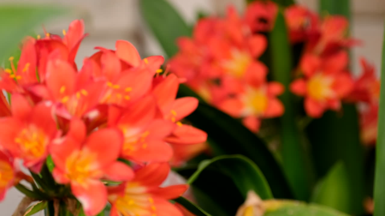 Clivia miniata in full bloom with vivid orange flower blossoms, rack focus