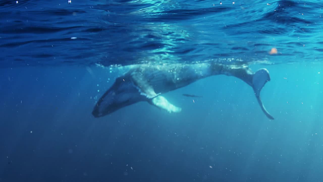 통가의 혹등고래