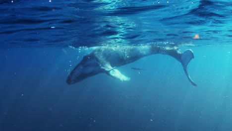 Ballenas-Jorobadas-En-Tonga