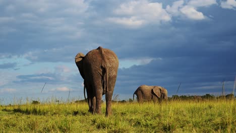 Back-of-big-Elephant-walking-away-from-camera-with-stormy-clouds-above,-African-Wildlife-in-Maasai-Mara-National-Reserve,-Kenya,-Africa-Safari-Animals-in-Masai-Mara-North-Conservancy