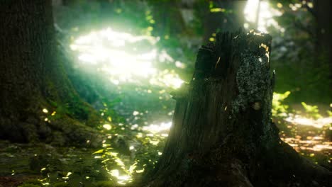 sunlight rays pour through leaves in a rainforest