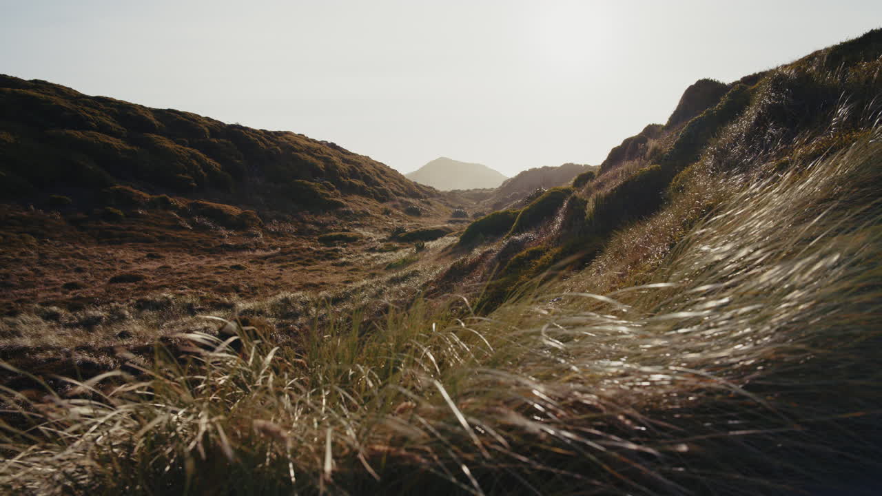 Scenic Valley Landscape with Windswept Grass
