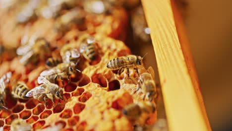 las abejas están ocupadas produciendo miel en el panal.