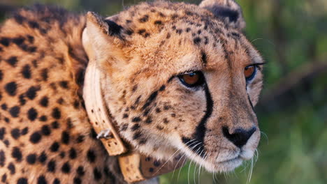 cheetah with tracking collar