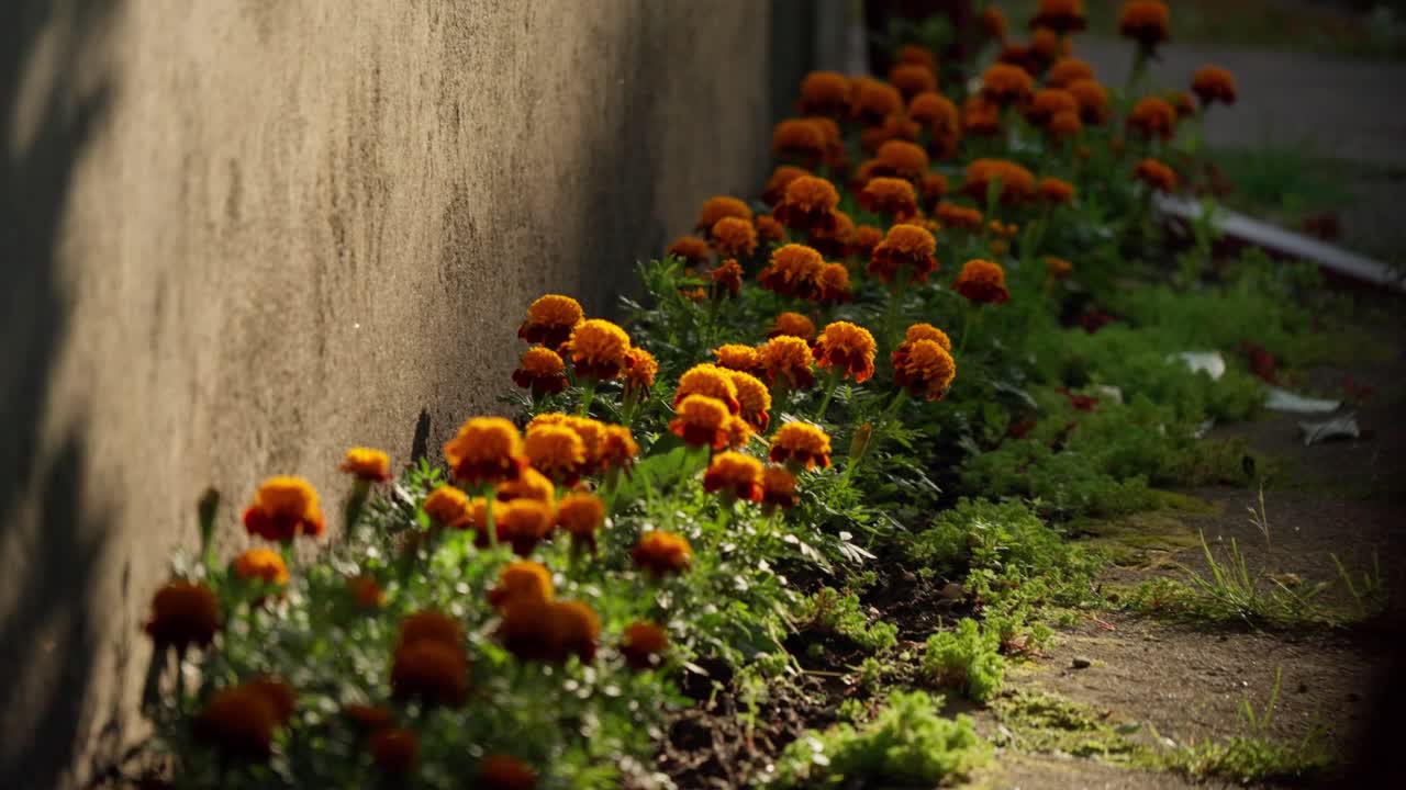 Calendule arancioni brillanti crescono in una stretta aiuola lungo una parete strutturata a Cesis. La luce del sole crea lunghe ombre sul sentiero. Paesaggistica tradizionale del giardino in Lettonia durante la stagione estiva.