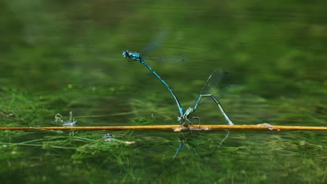 Dos-Libélulas-Azules-Unidas-Apareándose-En-Una-Pequeña-Ramita-En-El-Agua-Con-Reflejo-Verde