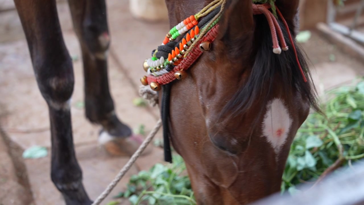 Primo piano di un cavallo che mangia foglie al rallentatore